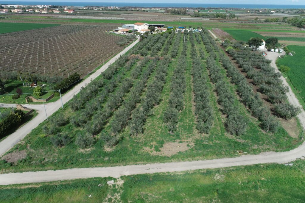 I filari dei nostri uliveti a Campomarino visti dall'alto